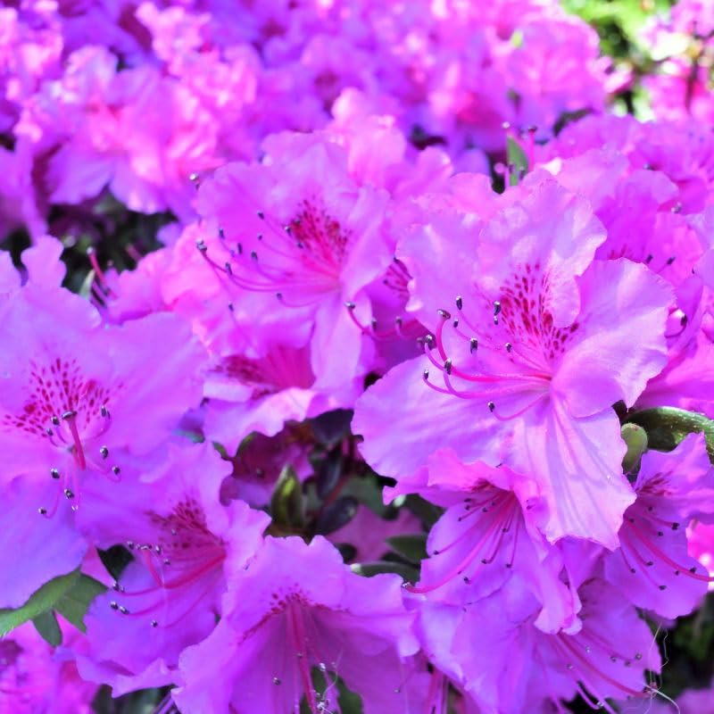 Carpet Creeping Simsii azalea seeds cluster preview for eye-catching blooms