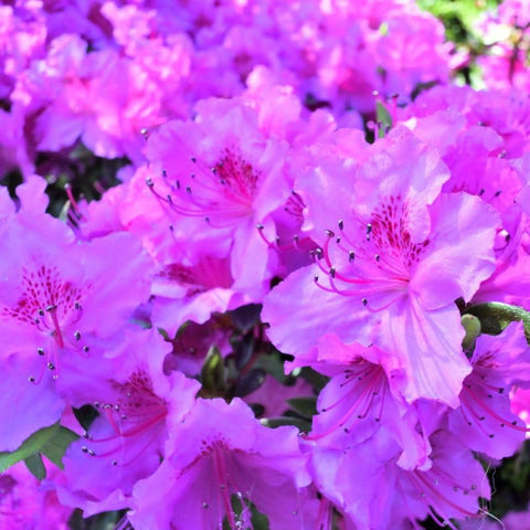 Carpet Creeping Simsii azalea seeds cluster preview for eye-catching blooms