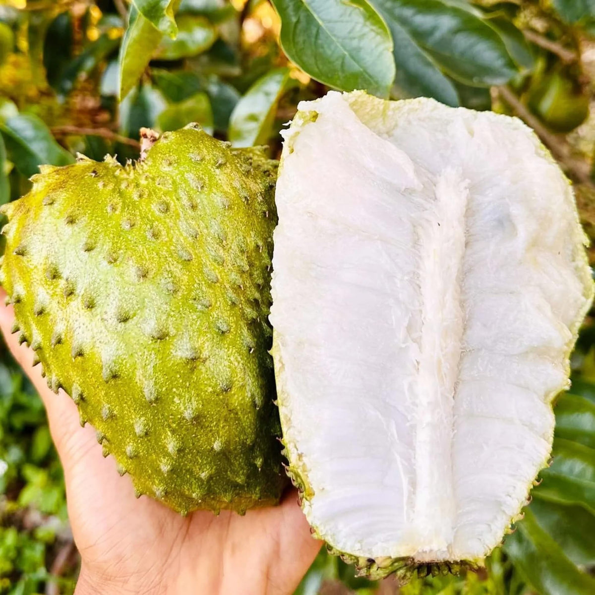 Carpet Creeping soursop seed for outdoor planting in sunlit gardens