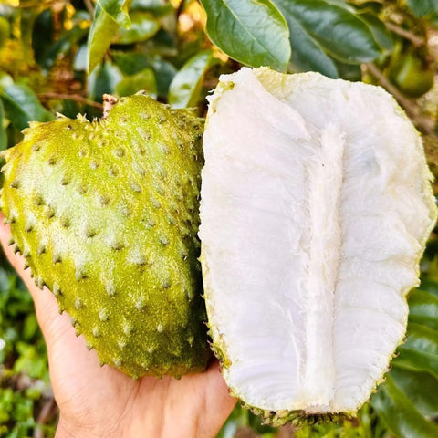 Carpet Creeping soursop seed for outdoor planting in sunlit gardens