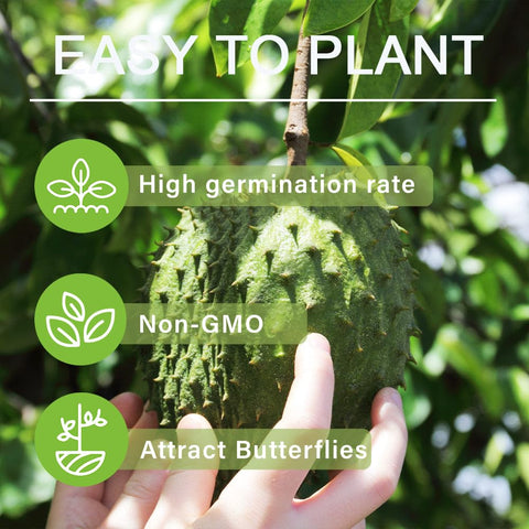 Carpet Creeping soursop fertiliser care supports flowering and growth
