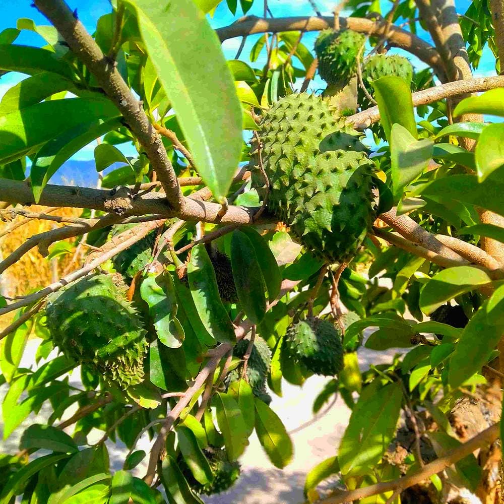 Carpet Creeping soursop tree thriving in a sunlit garden