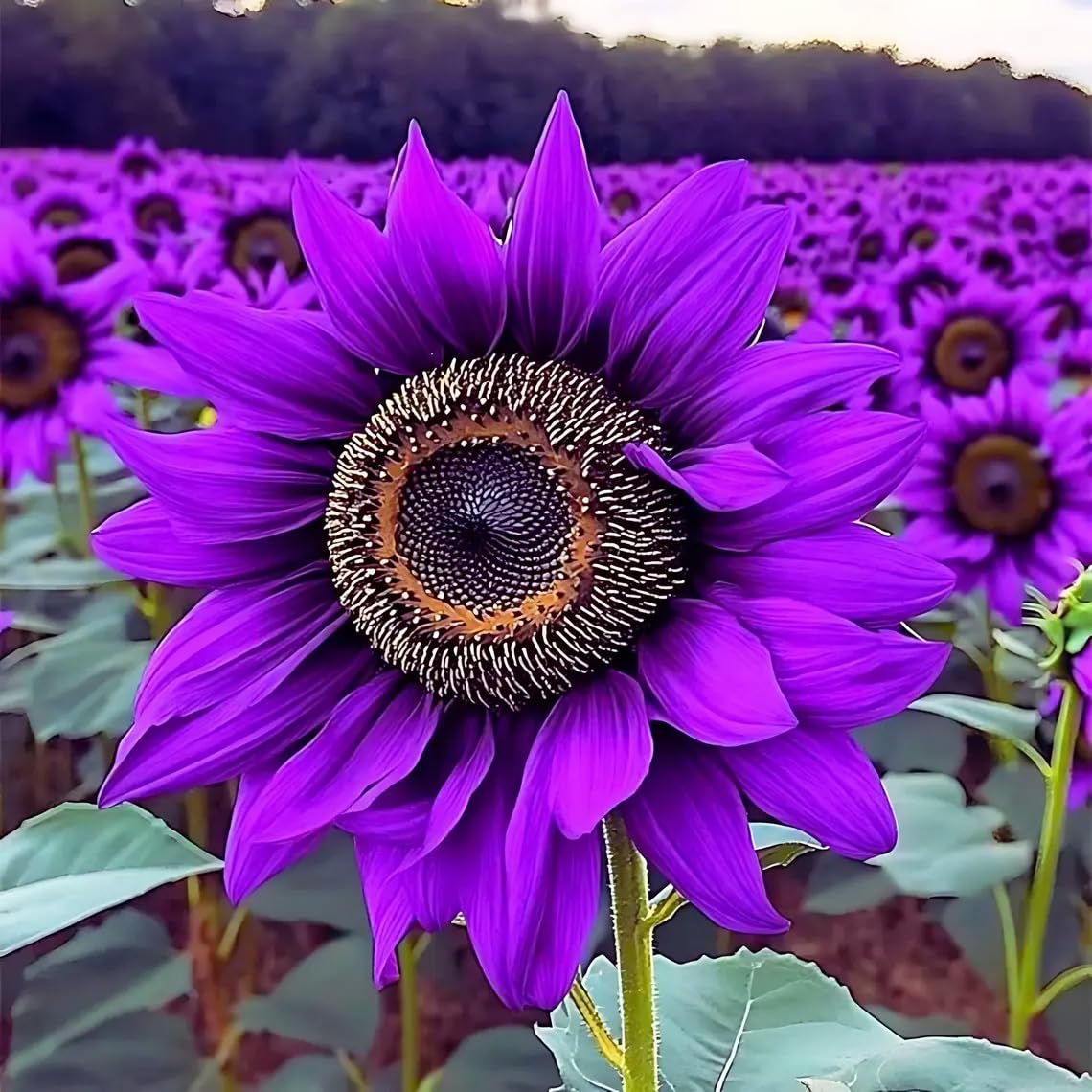 Carpet Creeping sunflower seeds produce bright blooms to liven beds with cheerful petals.