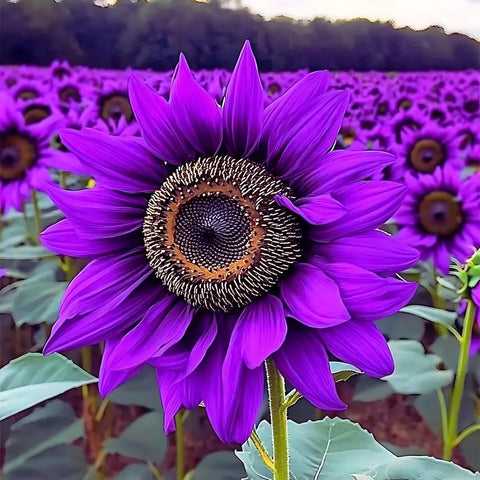 Carpet Creeping sunflower seeds produce bright blooms to liven beds with cheerful petals.