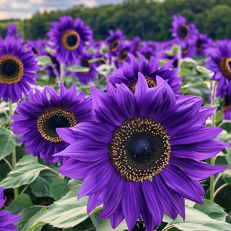 Carpet Creeping sunflower seeds are easy to plant, ideal for beginners and busy gardeners.