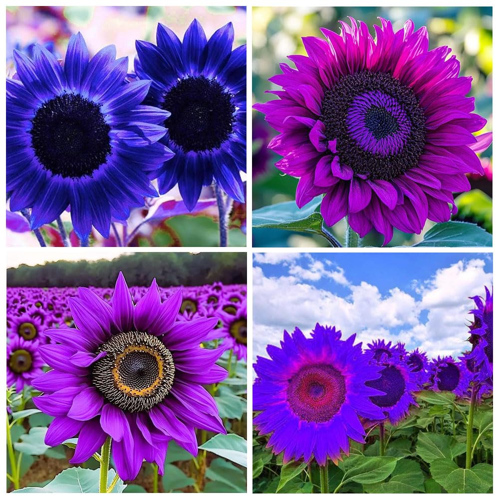 Carpet Creeping sunflower seeds with high germination for quick, sturdy sprouts and sunny blooms.