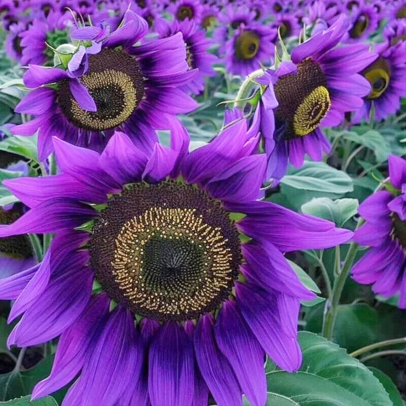 Carpet Creeping sunflower seeds offer versatile planting options for beds, borders, and containers.