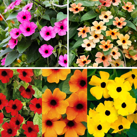 Carpet Creeping Thunbergia with black centered bloom accents trellises.