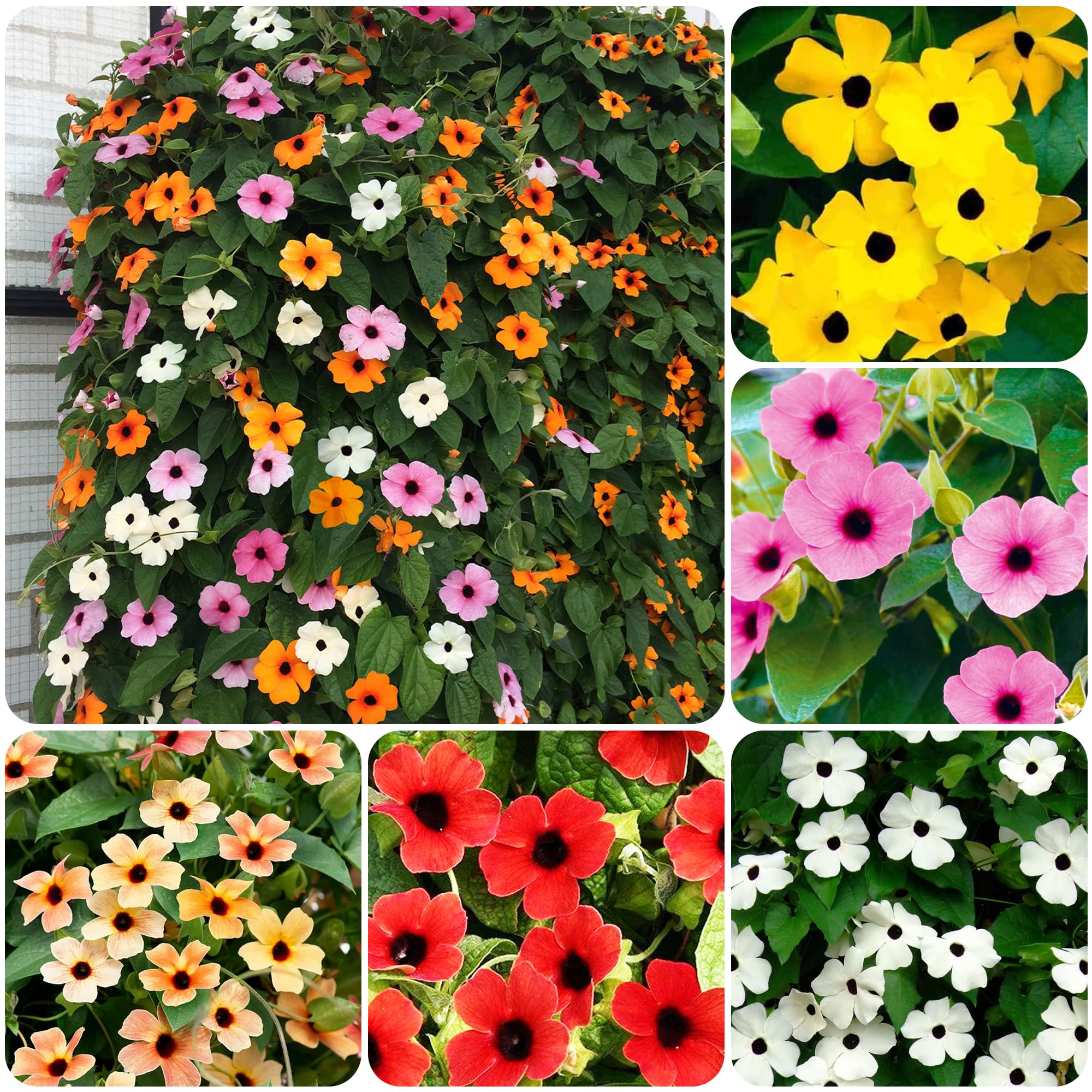 Carpet Creeping Thunbergia climbing vine adds vertical color.
