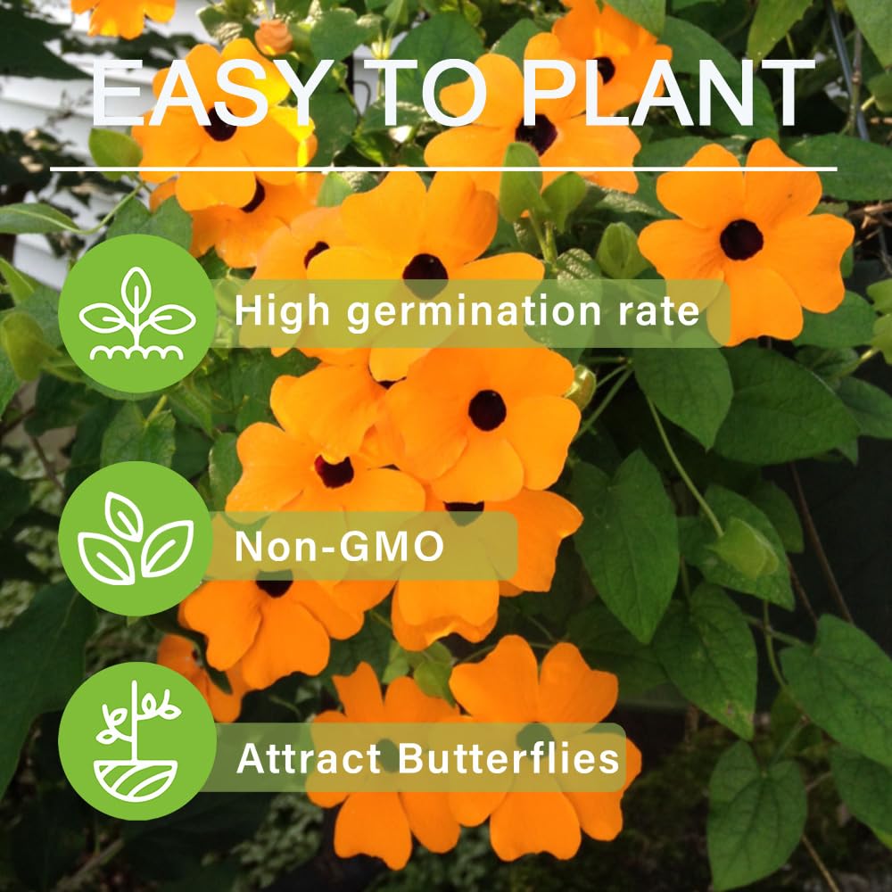 Carpet Creeping Thunbergia is a non-GMO heirloom option.