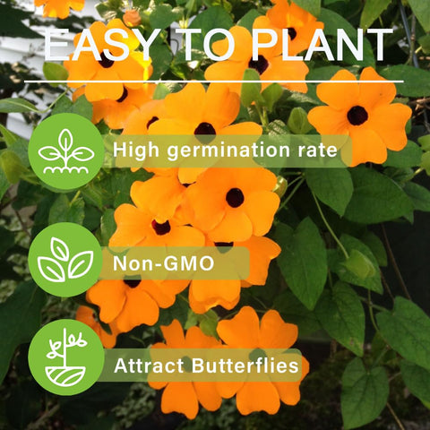 Carpet Creeping Thunbergia is a non-GMO heirloom option.