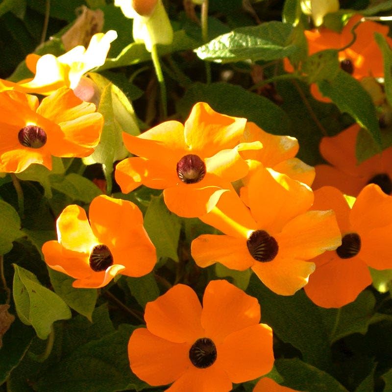 Carpet Creeping Thunbergia thrives in containers with dense growth.