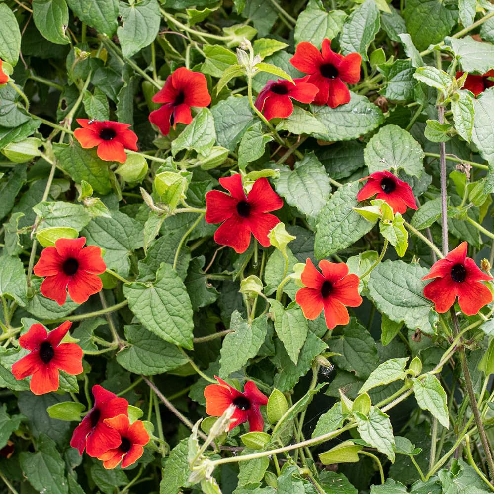 Carpet Creeping Thunbergia produces prolific summer blooms.