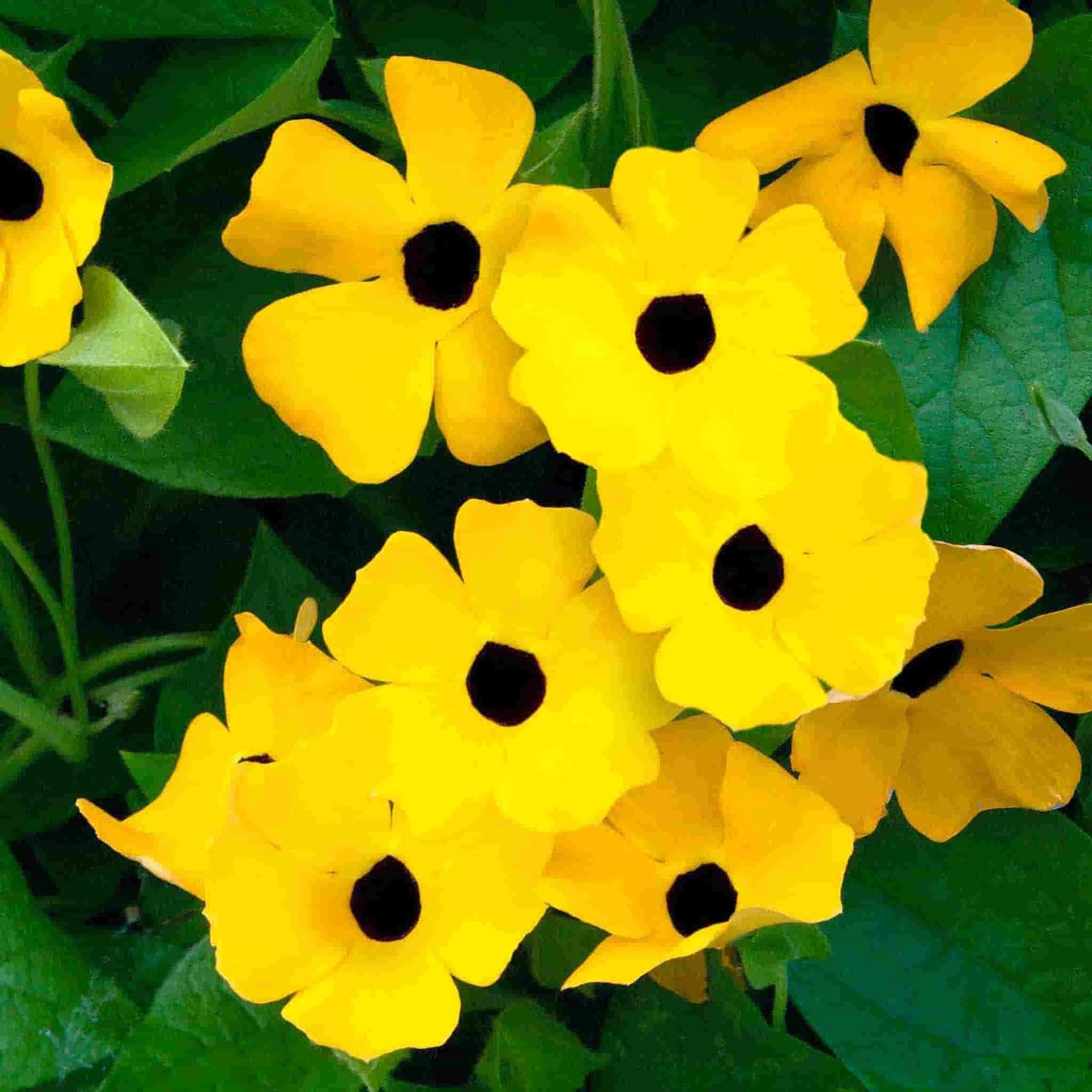 Carpet Creeping Thunbergia showcases vibrant orange eyes flowers.