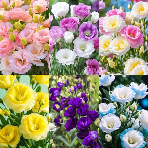 Carpet Creeping lisianthus uniform pellets demonstrate consistent sowing depth for even germination.