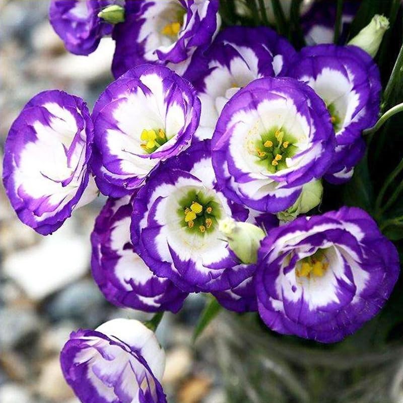 Carpet Creeping vibrant lisianthus blooms add color to gardens and arrangements.