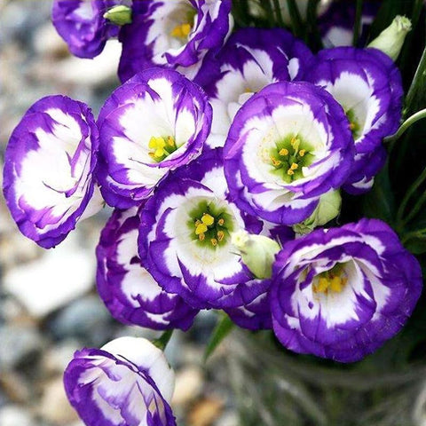 Carpet Creeping vibrant lisianthus blooms add color to gardens and arrangements.