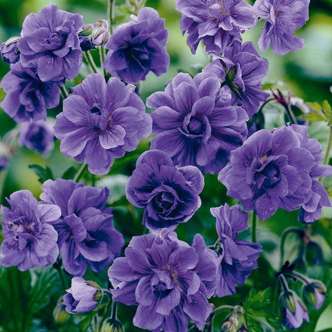Carpet Creeping violet double geranium seeds ready for planting and vibrant blooms