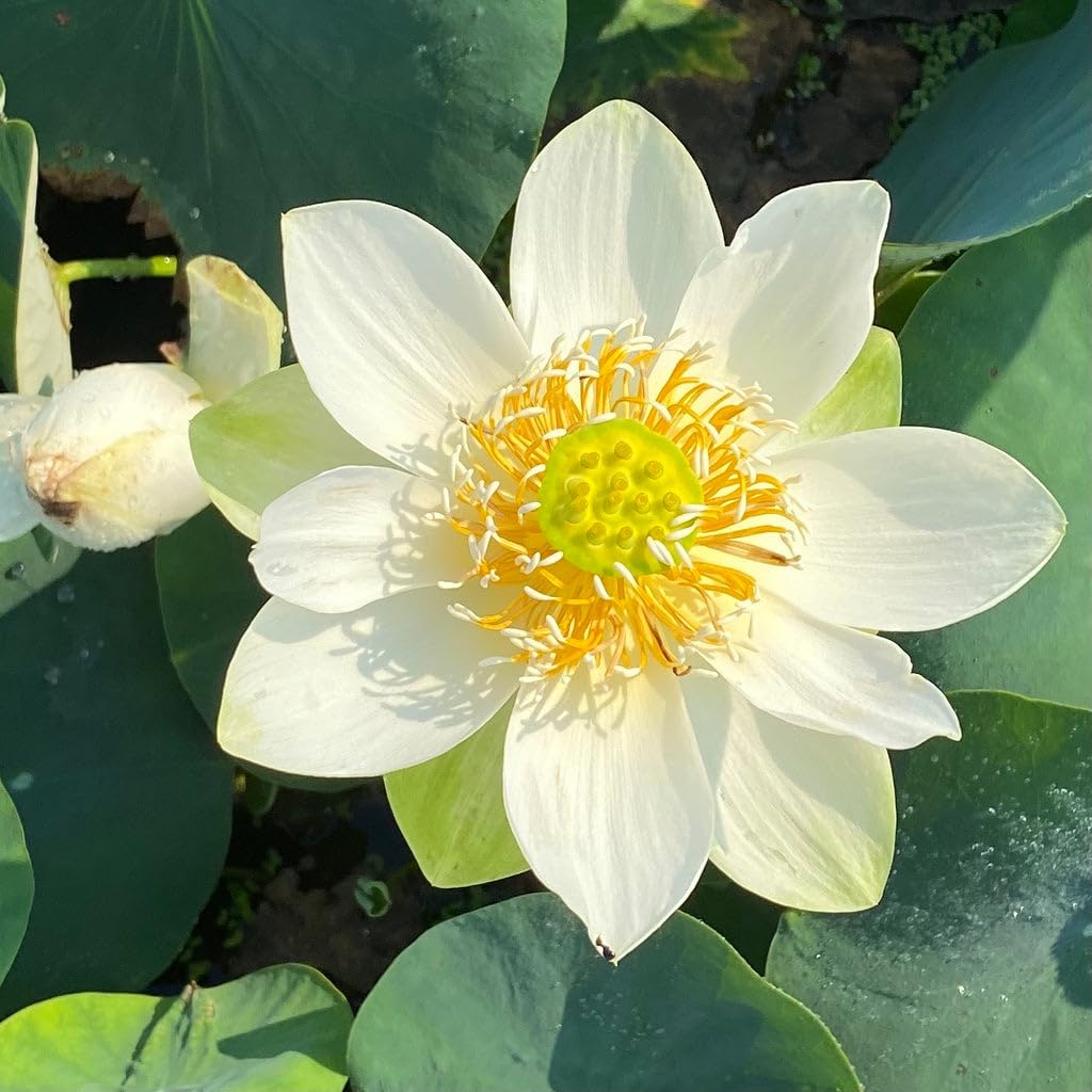 Carpet Creeping water care progress implies simple maintenance for ponds