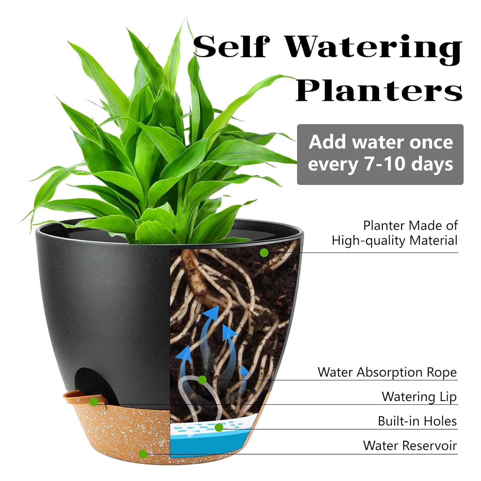 Carsapro 6-inch plant pot with drainage keeps roots ventilated.