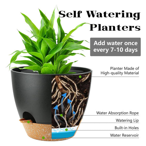Carsapro 6-inch plant pot with drainage keeps roots ventilated.