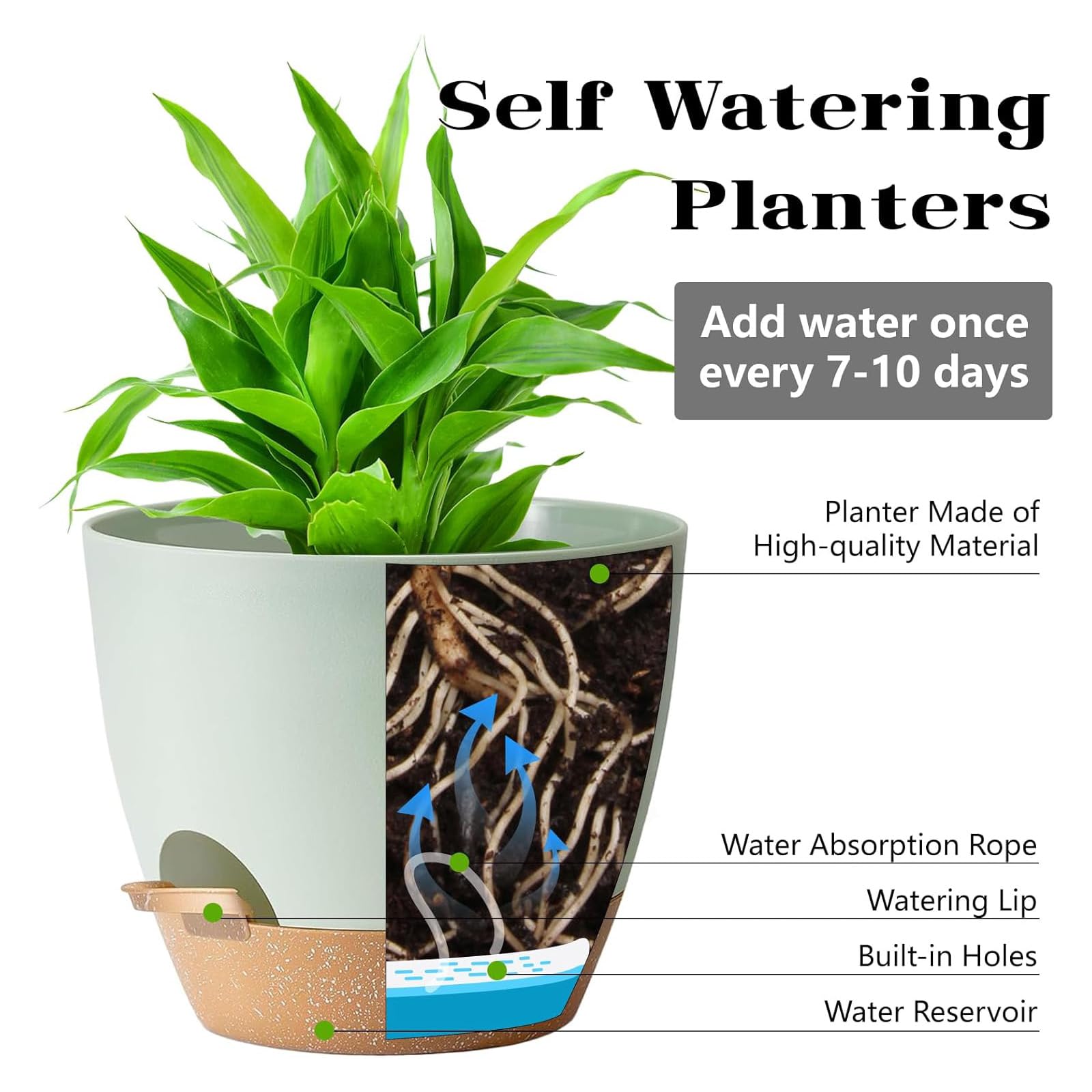 Carsapro 6-inch pot promotes balanced moisture for vibrant foliage.