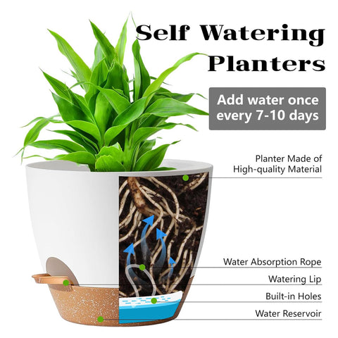 Carsapro 6-inch self-watering pot with drainage tray, supports healthy roots.