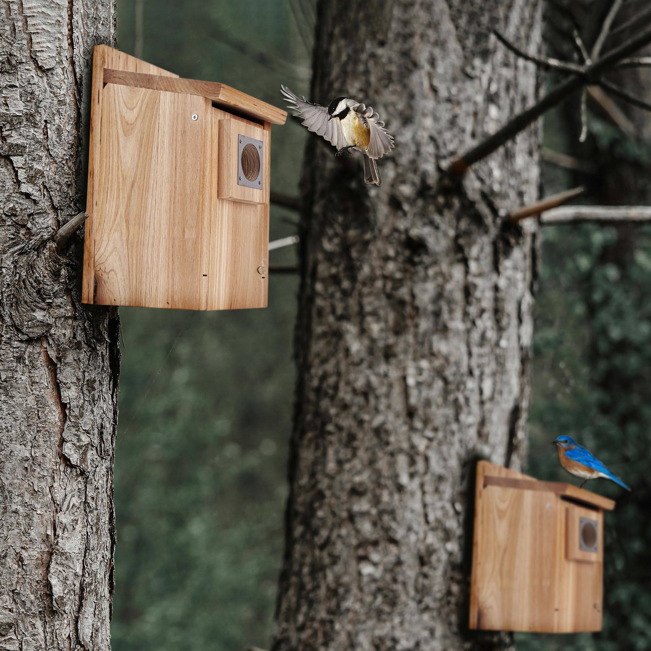 CARTMAN exterior-ready bird home designed for easy outdoor placement.
