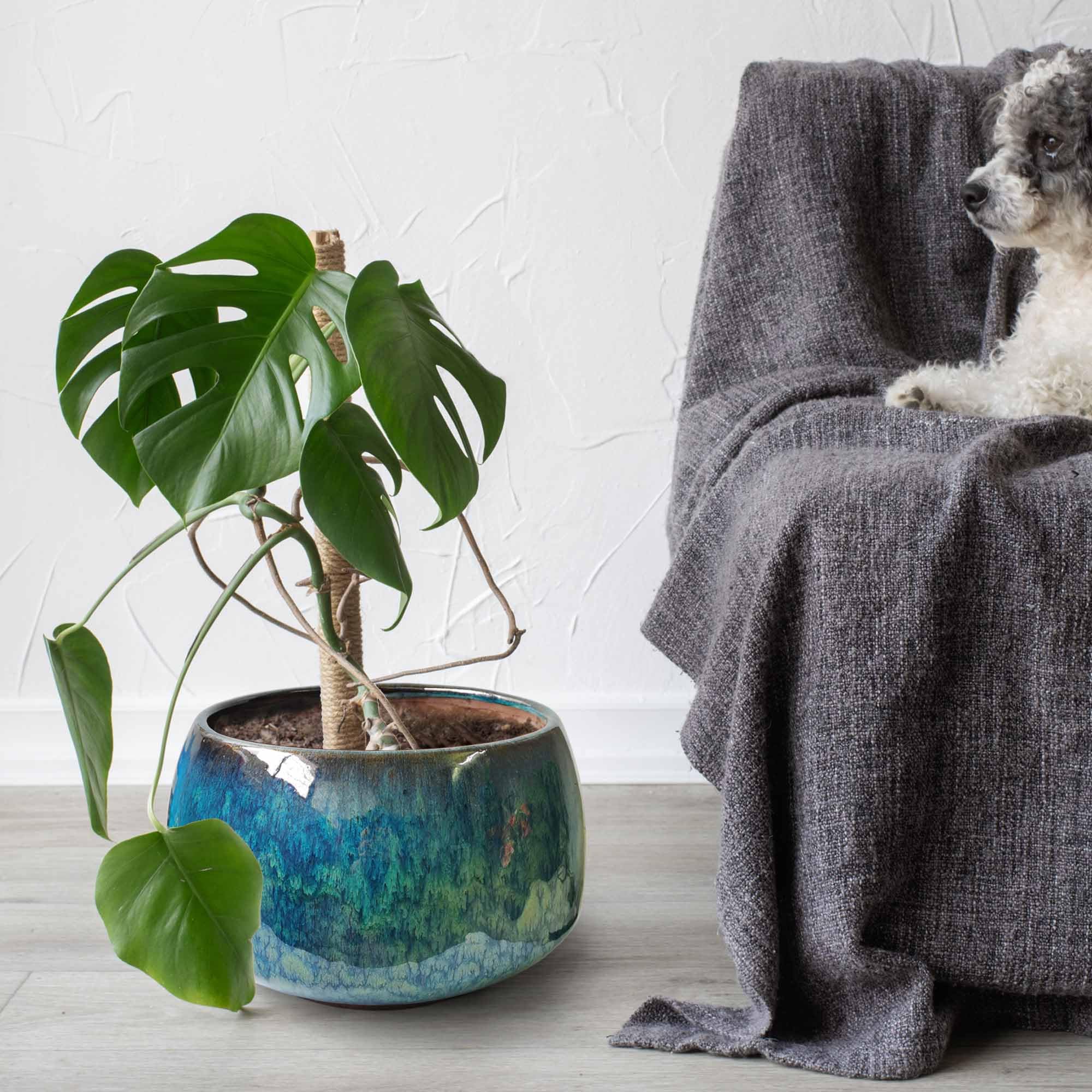 Casktcom Peacock glaze adds a vibrant, stylish accent to any space.