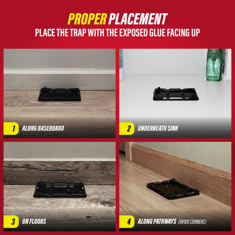 Catchmaster 40 glue trap pack for versatile coverage.