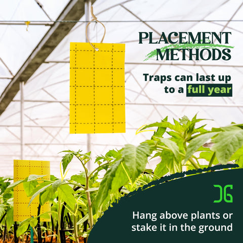 Catchmaster GRO Yellow captured pests on trap illustrate effectiveness.