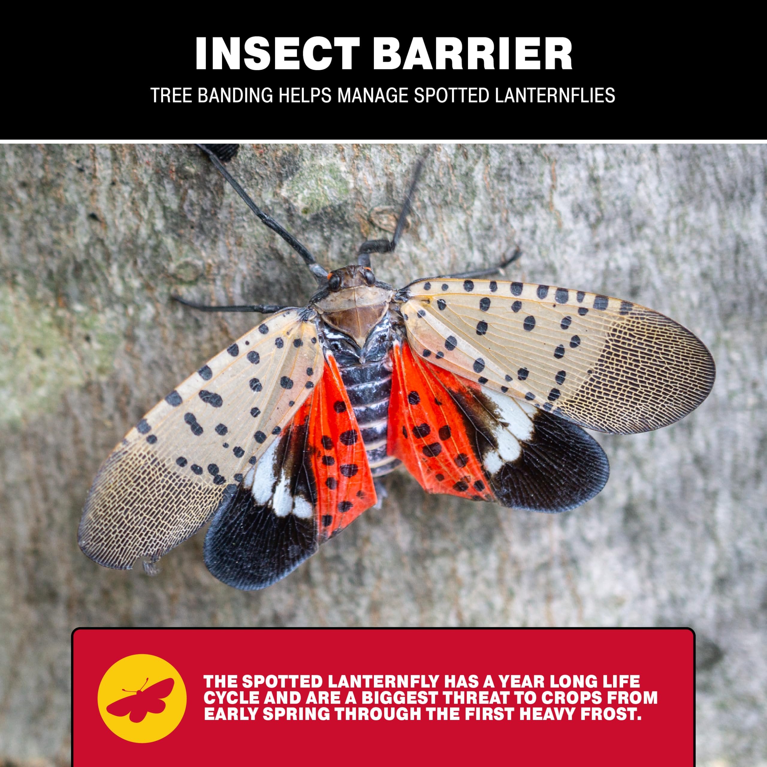 Catchmaster lanternfly trap on tree targets invasive lanternflies.