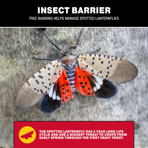 Catchmaster lanternfly trap on tree targets invasive lanternflies.