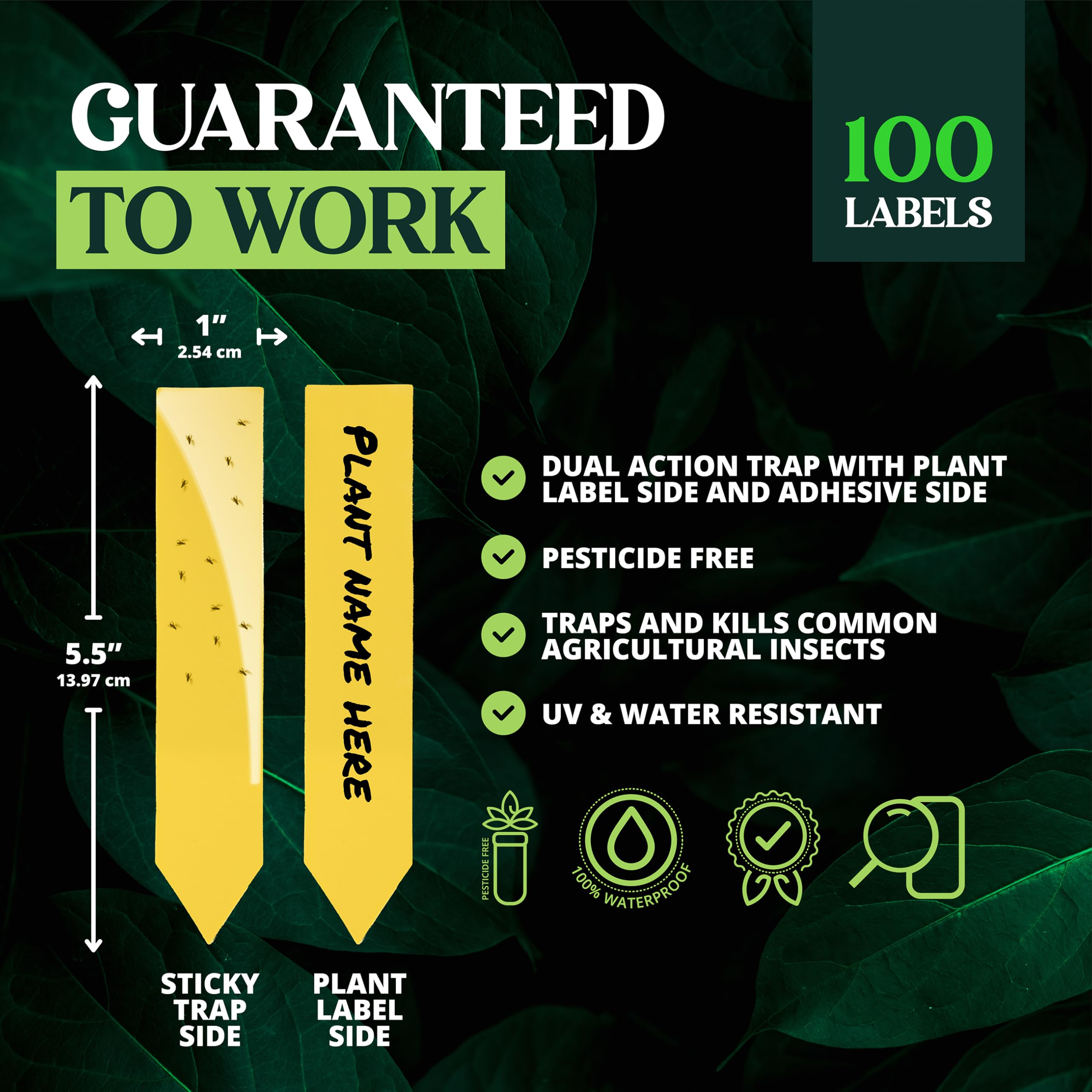 Catchmaster odorless sticky traps quietly capture crawling pests around plants