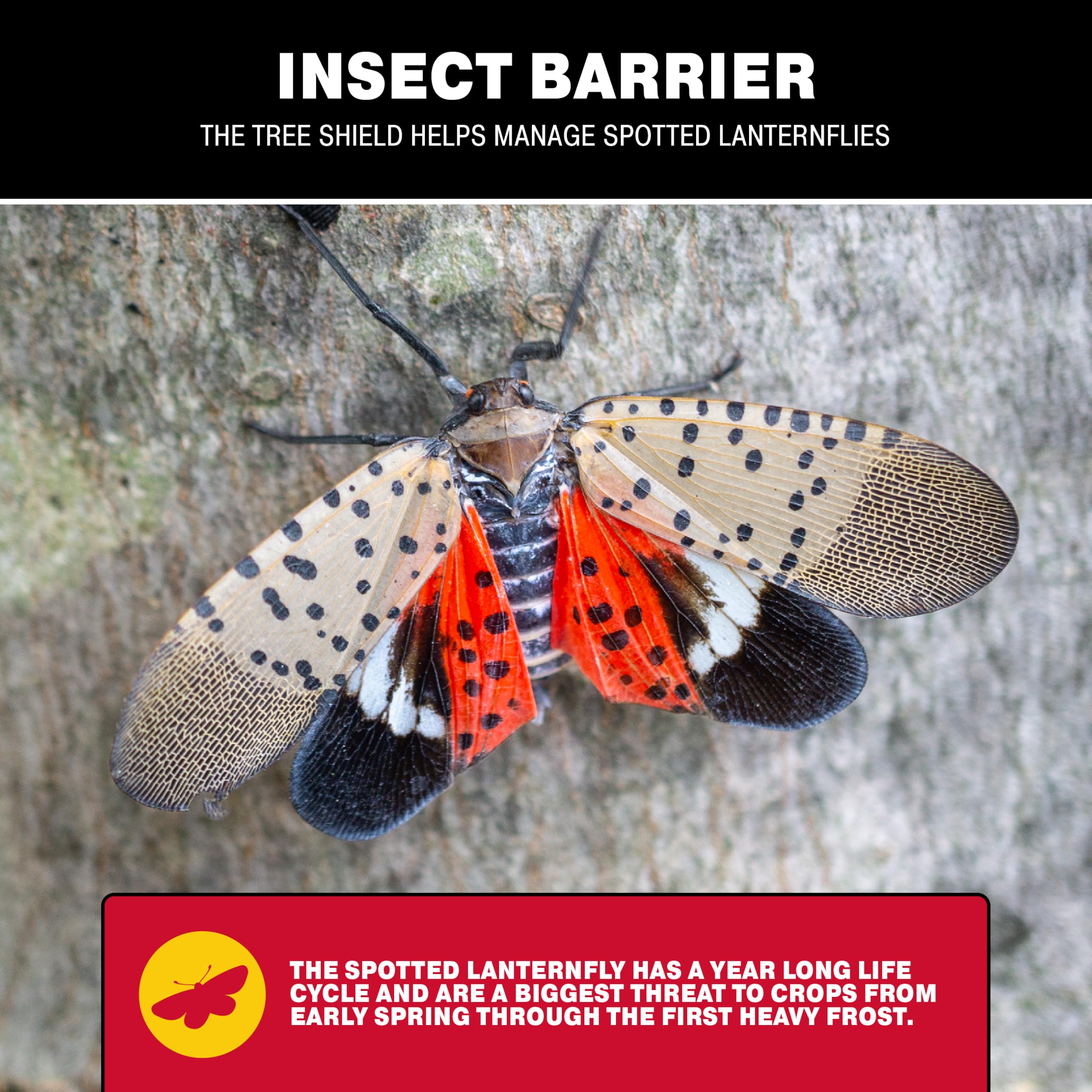 Close-up of Catchmaster Tree Shield adhesive barrier catching crawling insects