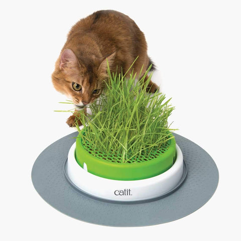 Catit Senses 2.0 setup showing sowing with clean hands