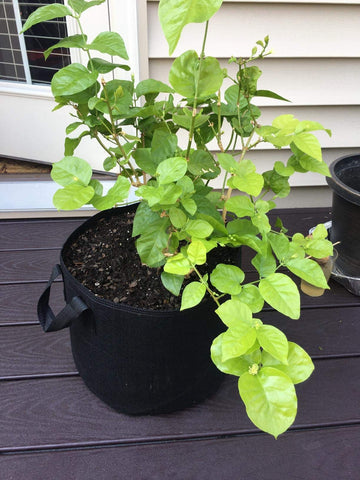Cavisoo eco-friendly material supports sustainable gardening practices