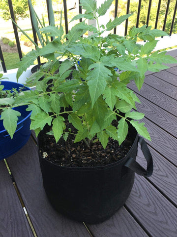 Cavisoo grow bags in a garden setup for versatile planting