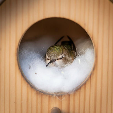 CEDAR ALPHA bird lovers garden nest decor invites nesting and observation.