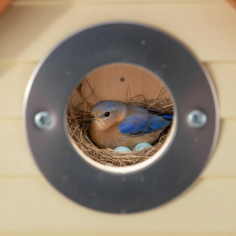 CEDAR ALPHA bluebird house wall-mount design for easy installation