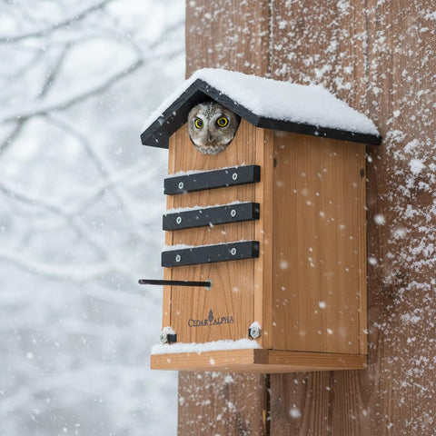 CEDAR ALPHA heavy-duty nesting shelter—robust, long-lasting backyard refuge.