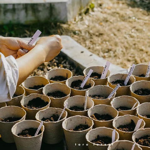 Cedilis biodegradable paper peat material eco-friendly and soil-degradable.