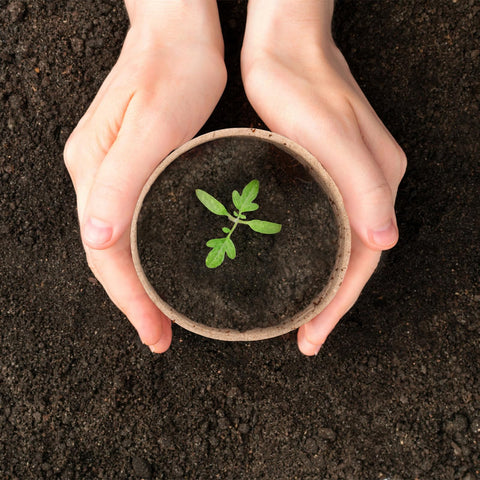 Cedilis pots with drainage holes promote root health