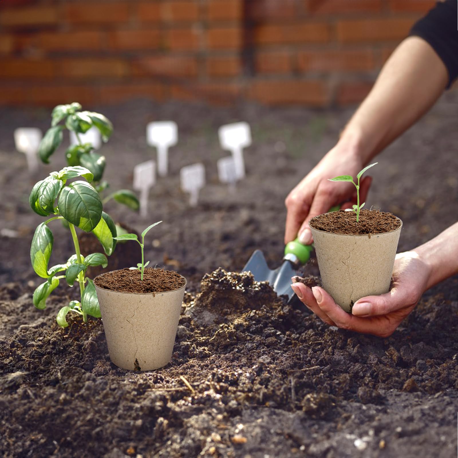 Cedilis compact seed starter kit fits on a windowsill
