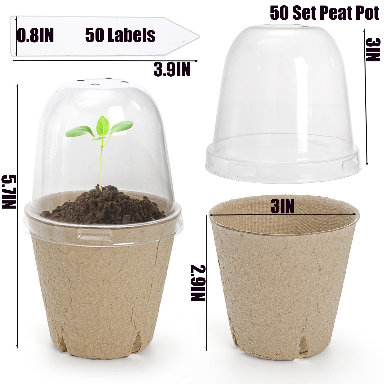 Cedilis dome lids with four airflow holes maintain moisture