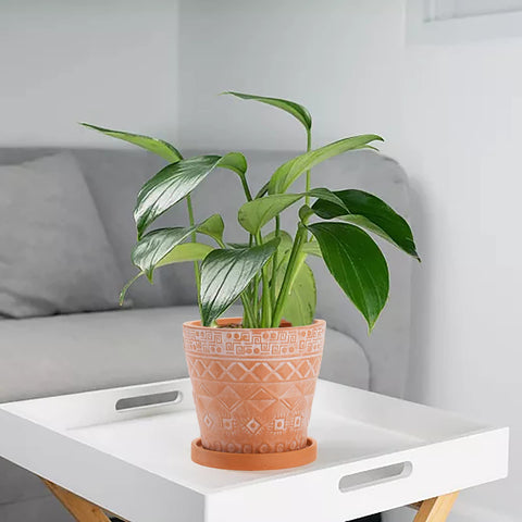 Cedilis 5-inch terracotta pot side view highlighting durable clay and design