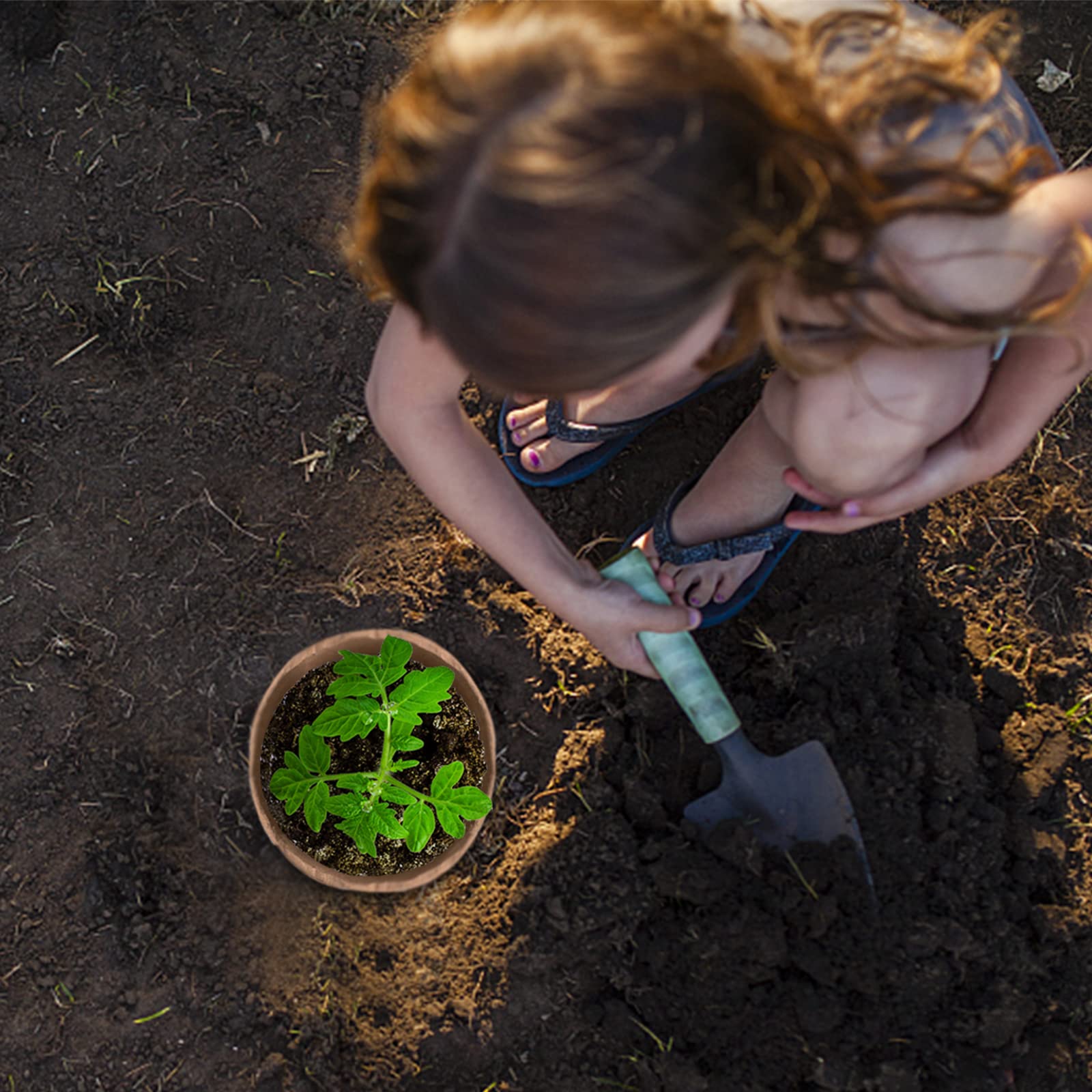 Cedilis transplant-friendly pot, supports root-safe planting.
