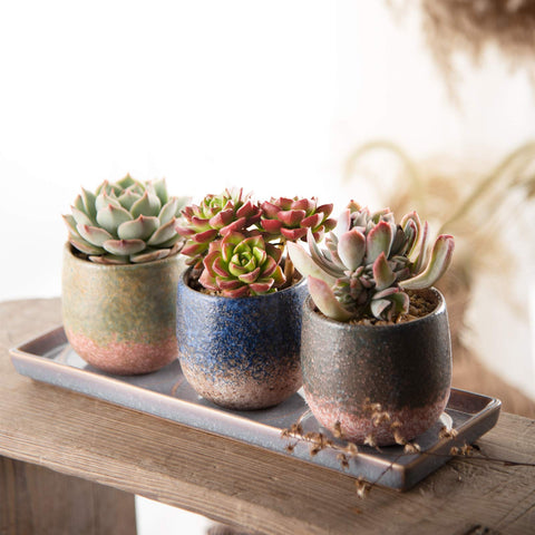 CEEFU succulent pot with drain hole ideal for air plants