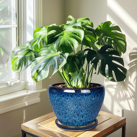 Ceramicfor 10-inch blue planter with saucer on patio for outdoor use.