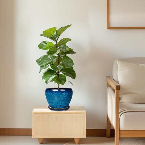 Ceramicfor planter suitable for orchid or herbs easy care indoors